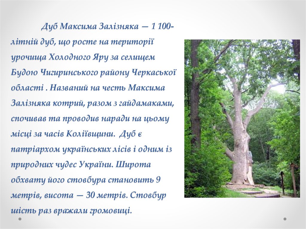 Дуб Максима Залізняка — 1 100-літній дуб, що росте на території урочища Холодного Яру за селищем Будою Чигиринського району