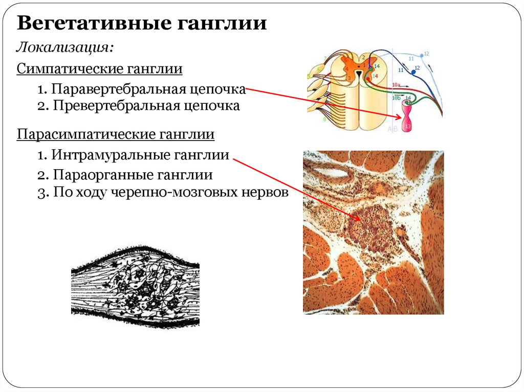 Интрамуральный ганглий гистология рисунок