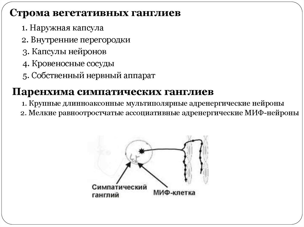 Что представляет собой ганглий. Тип строения вегетативного ганглия. Строма вегетативных ганглиев. Паренхима вегетативного ганглия. Мультиполярные Нейроны симпатических ганглиев.