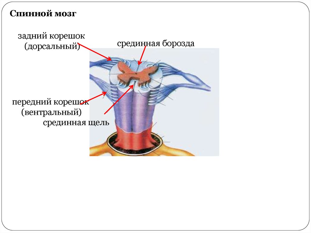 Задние корешки мозга. Передняя срединная щель спинного мозга. Дорсальный корешок. Вентральные корешки. Дорсальные корешки спинного мозга.