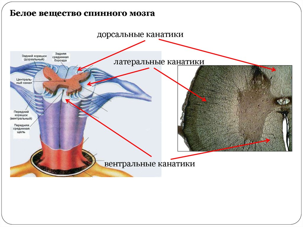 Канатики спинного мозга. Канатики белого вещества спинного мозга. Спинного мозга вентральный канатик. Вентральные рога спинного мозга. Вентральная срединная щель спинного мозга.