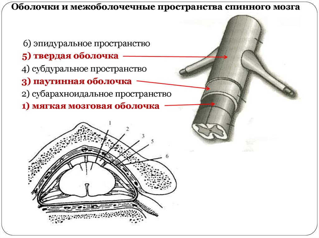 Оболочки спинного мозга