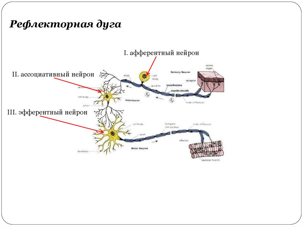 Афферентный нейрон рефлекторной дуги. Вставочный Нейрон эфферентный. Афферентные Нейроны. Ассоциативные Нейроны. Афферентный ассоциативный эфферентный.
