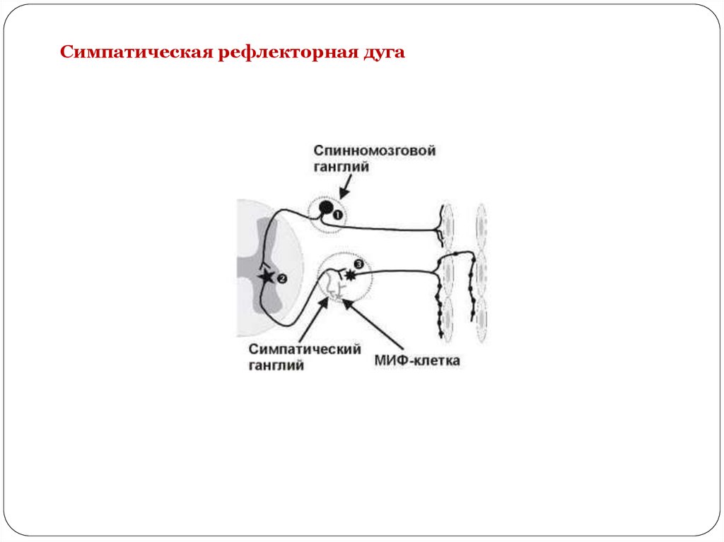 Симпатическая рефлекторная дуга схема