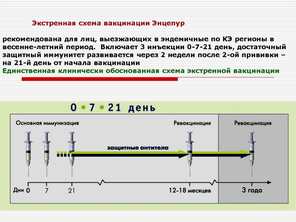 Энцевир вакцина схема вакцинации