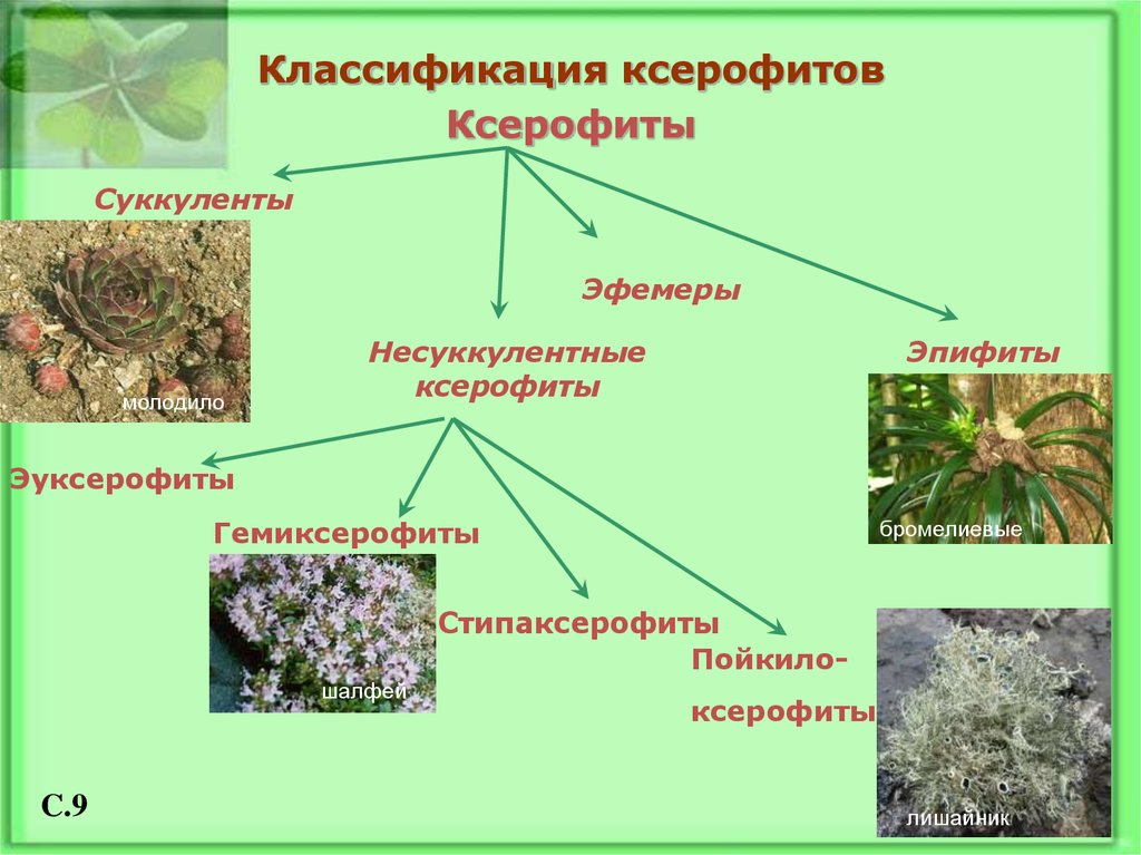 Распределите предложенные растения по группам растения паразиты. Ксерофиты Суккуленты и склерофиты. Ксерофит суккулент. Ксерофиты группа растений. Склерофиты и ксерофиты.