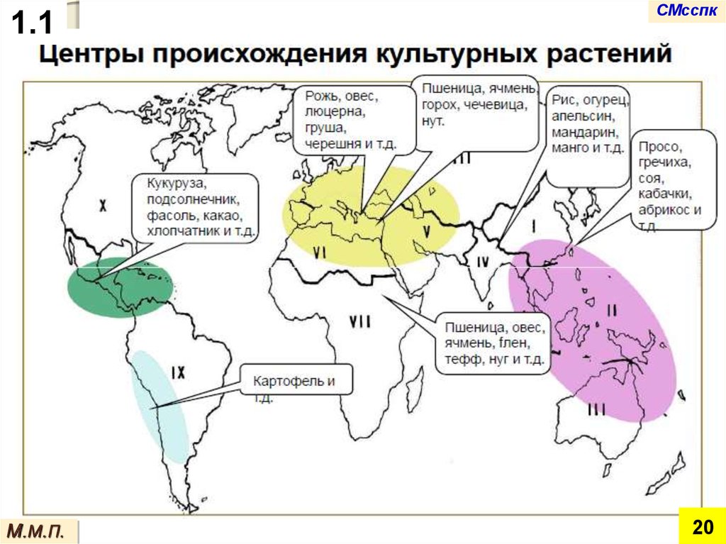 Центры происхождения культурных растений. Центры происхождения культурных растений таблица переднеазиатский. Центры происхождения культурных растений Вавилов карта. Центры происхождения культурных растений по Вавилову таблица. Происхождение культурных растений таблица.