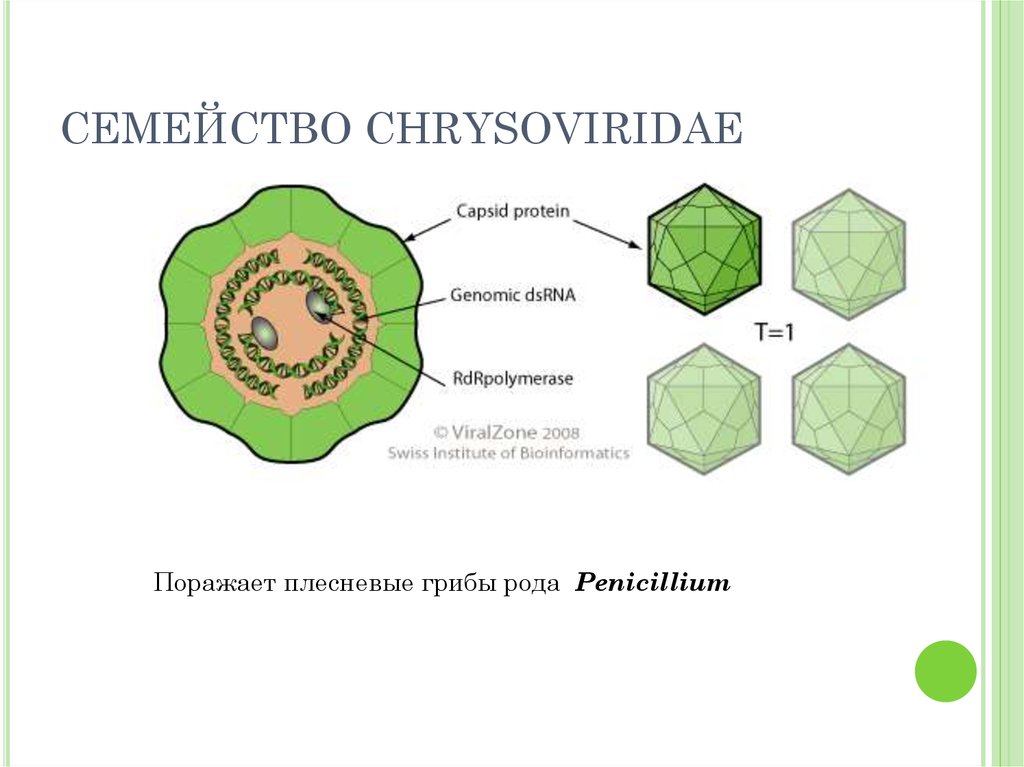 СЕМЕЙСТВО CHRYSOVIRIDAE