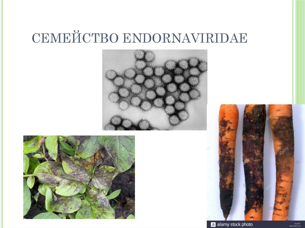 СЕМЕЙСТВО ENDORNAVIRIDAE