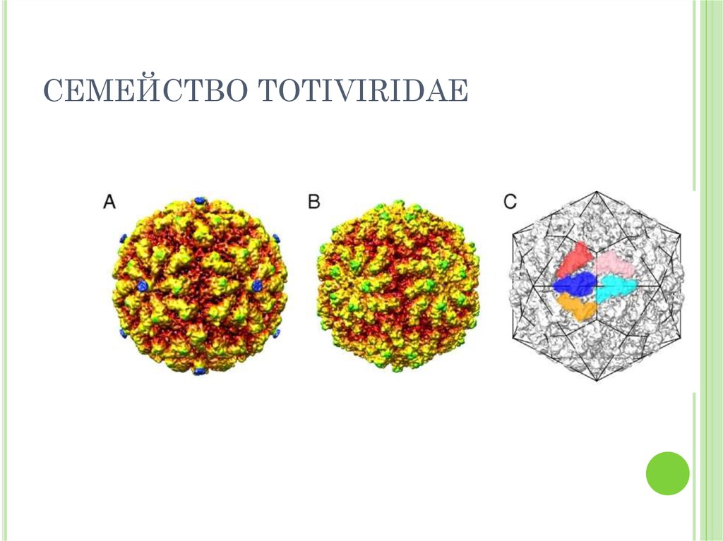 СЕМЕЙСТВО TOTIVIRIDAE