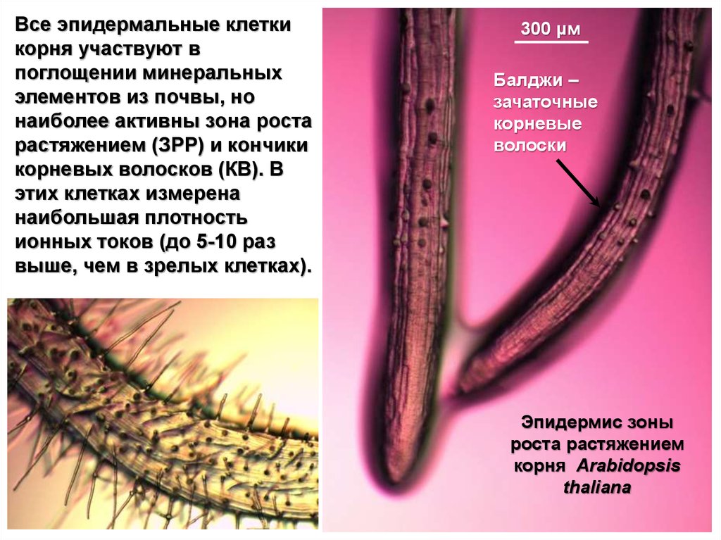 Клетка какой корень. Корневые волоски участвуют. Эпидермис корня. Эпидермис корневых волосков. Корневые волоски принимают участие.