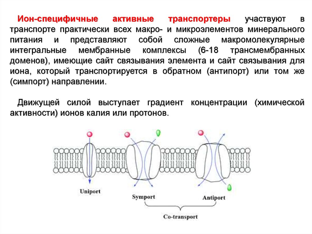 Возможен ли одновременный трансмембранный перенос ионов калия и натрия по схеме унипорта