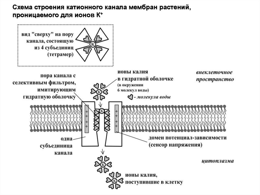 Схема строения ионов