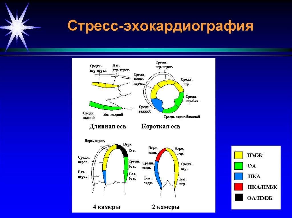 Сердце стресс эхо. Стресс-эхокардиография. Стресс ЭХОКГ. Стресс-эхокардиография (стресс-Эхо кг). Тресс-эхокардиографию.