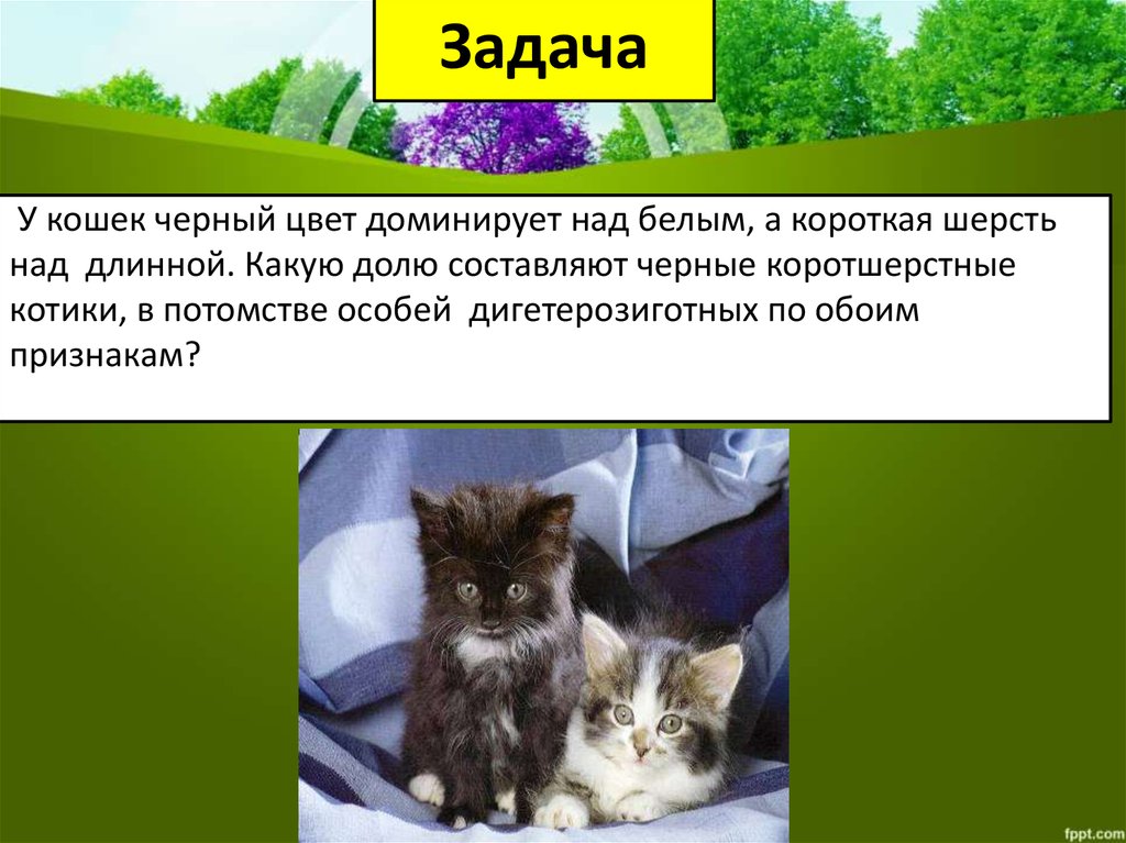 Над длинной. У кошек чёрный цвет доминирует над белым а короткая. У кошек короткая шерсть доминирует над длинной. У кошек черная шерсть доминирует над белой а длинная над короткой. Доминантная окраска кошек.