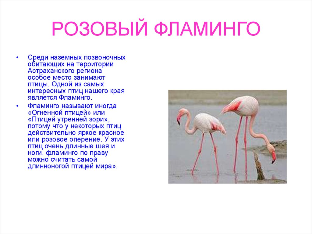 Фламинго сообщение. Фламинго описание. Сообщение о Фламинго. Доклад про Фламинго. Розовый Фламинго красная книга.