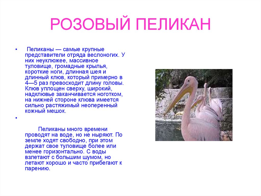 Рассказ о семье о розовом. Розовый Пеликан красная книга краткое описание. Розовый Пеликан описание кратко. Розовый Пеликан презентация. Розовый Пеликан доклад.