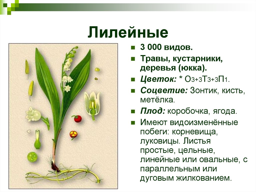 Три примера лилейных. Однодольные растения семейства Лилейные. Описание семейства лилейных.