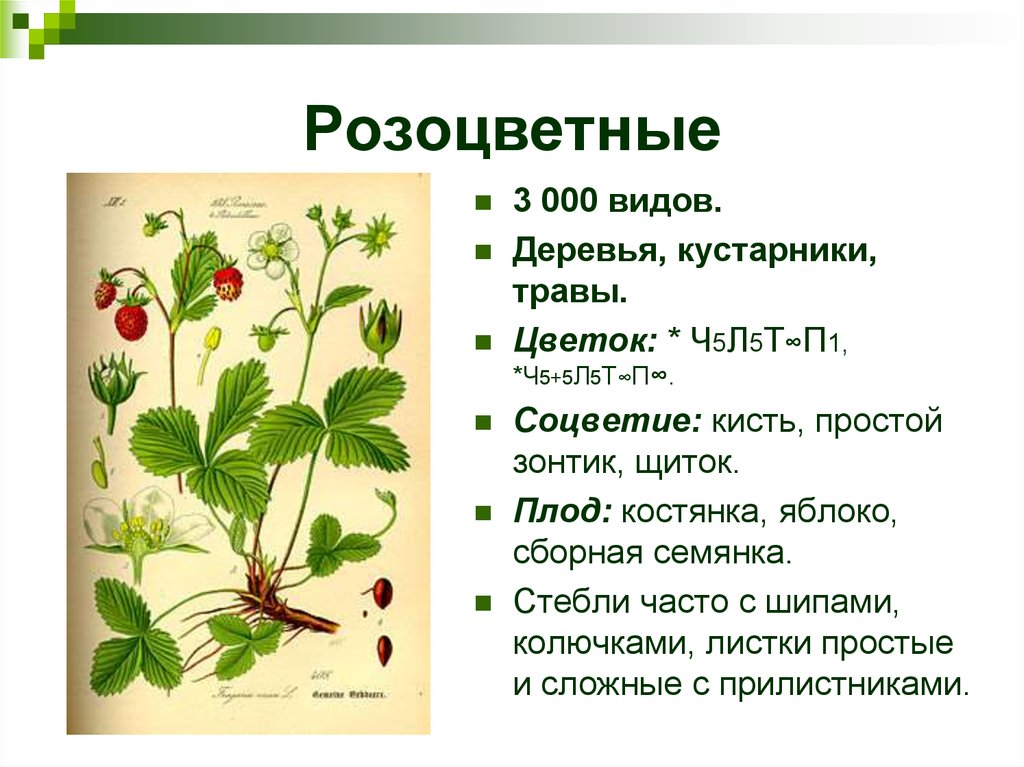 Общее Знакомство С Растениями 6 Класс