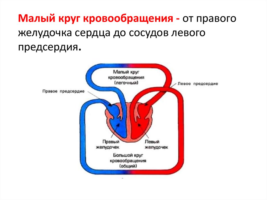 Большой и малый круг кровообращения 8 класс биология. Круги кровообращения сердца человека малый и большой. Малый круг кровообращения правый желудочек схема. Циркуляция крови большой круг.