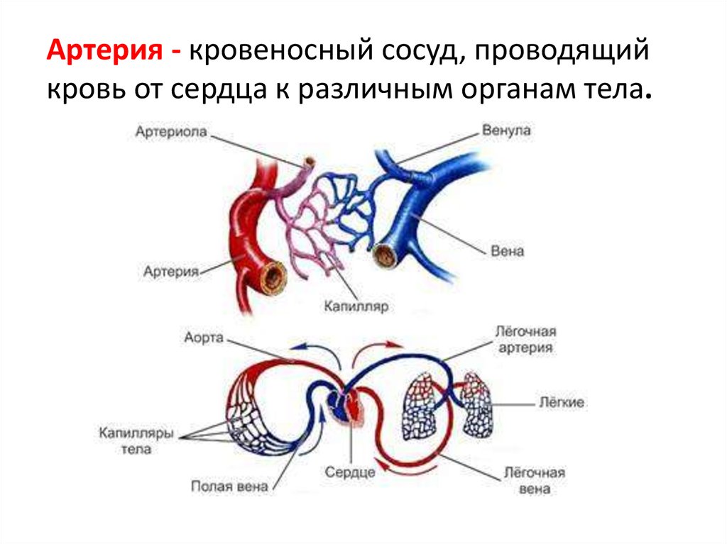 Сердечно-сосудистая система животных. Циркуляция крови. Циркуляция крови для презентации. Кровообращение обменный процесс. Какие вещества проводят сосуды