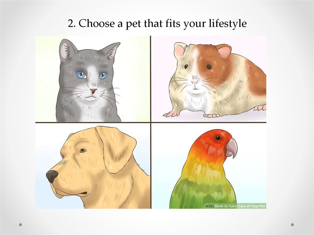 2. Choose a pet that fits your lifestyle