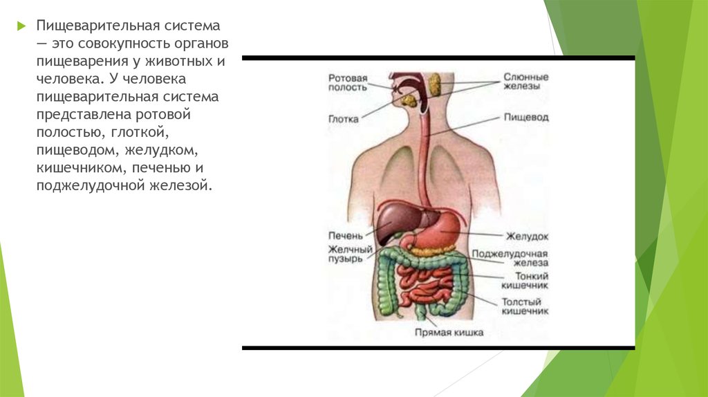 Глотка органы пищеварения