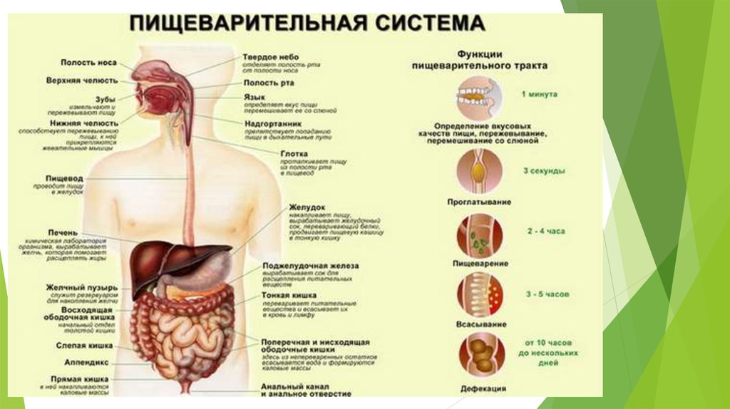 Типы пищеварения (внутриклеточное, полостное, мембранное) - презентация ...