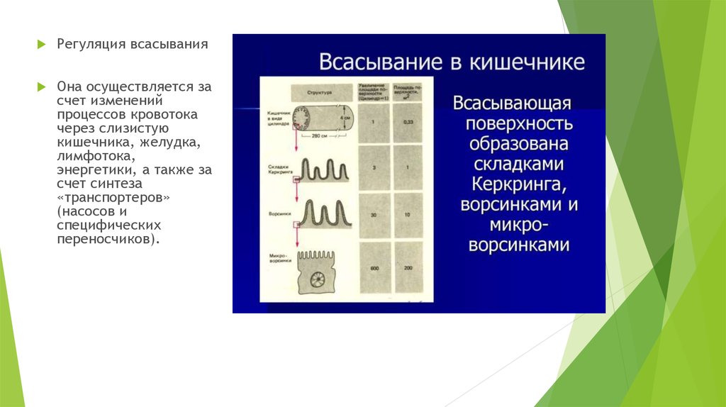 Регуляция всасывания. Регуляция всасывания в кишечнике. Регуляция всасывания в кишечнике нервная и гуморальная. Регуляция всасывания в тонком кишечнике. Регуляция процесса всасывания