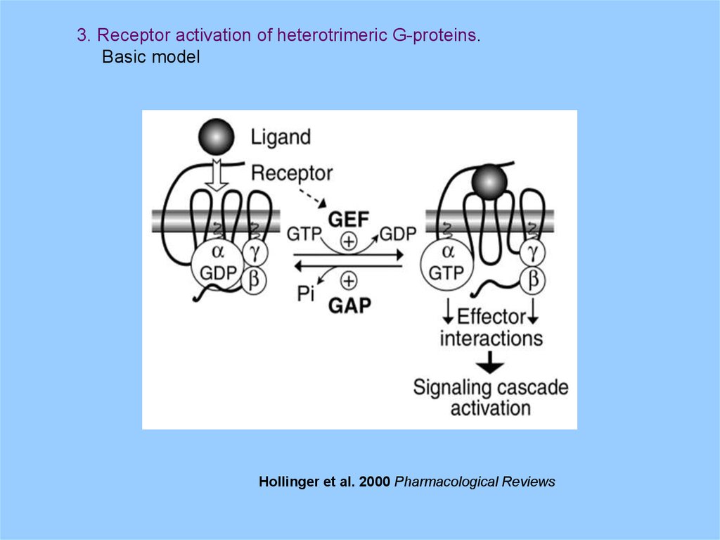 В 3 рецепторы. Heterotrimeric g Proteins. Activation of receptor with Protein g.