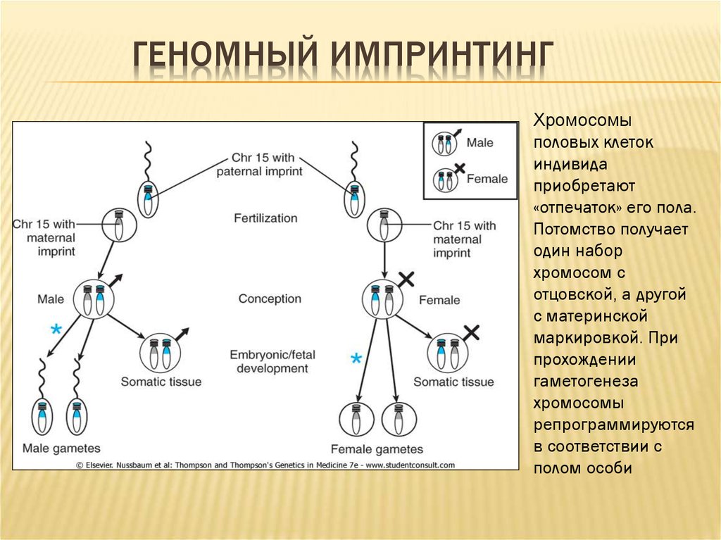 Болезни импринтинга