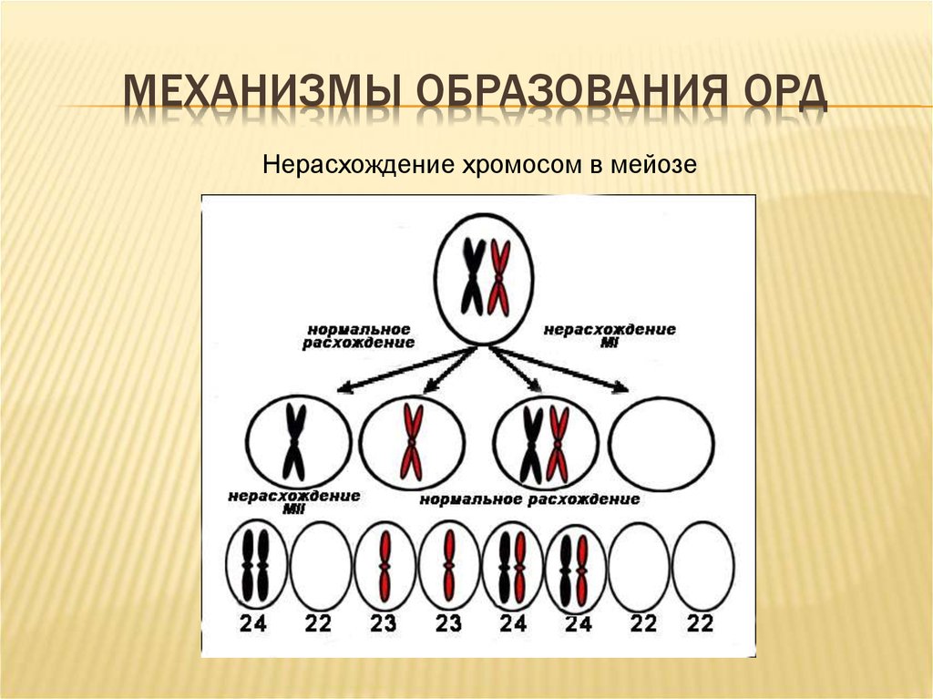 Каким номером на схеме обозначено мейотическое. Нерасхождение хромосом схема. Нерасхождения хромосом в мейозе. Нарушение расхождения хромосом в мейозе. Нерасхождение хромосом при мейозе.