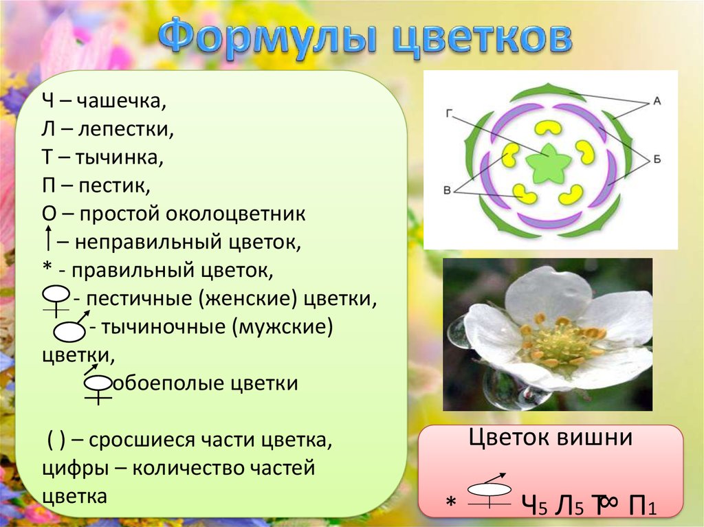 Класс двудольные формула цветка