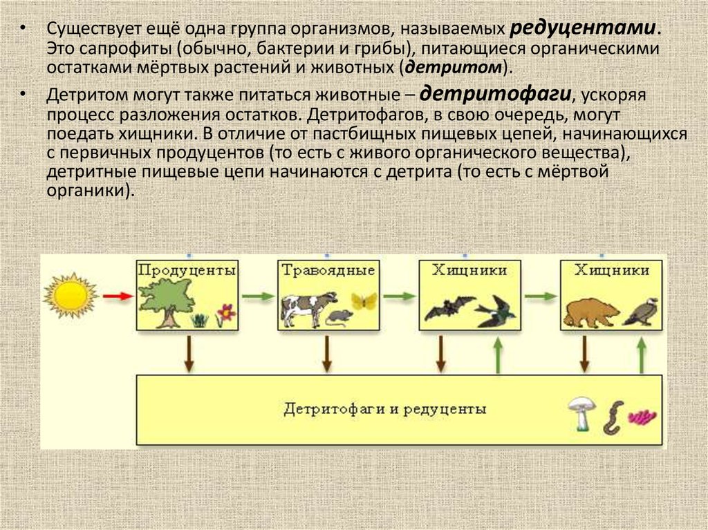 Председатель какой группы организмов изображен на рисунке