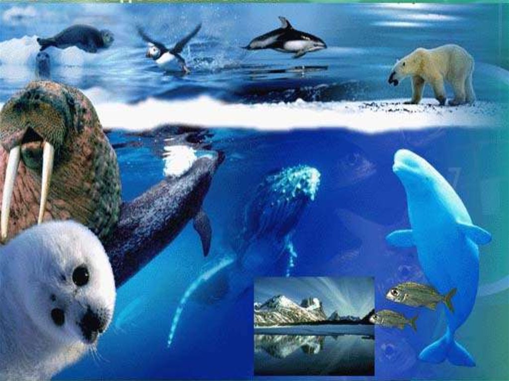 Обитатели северного океана. Органический Мирт Северного Ледовитого океана. Северный Ледовитый океан обитатели океана. Органический мир Северного Ледовитого океана. Северный Ледовитый животный мир.