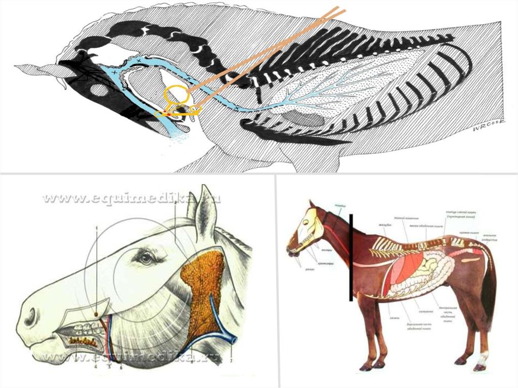 Защита позвоночных животных. Вентральные мышцы позвоночного столба у лошади. Вентральные мышцы позвоночного столба КРС. Мускулатура позвоночных. Анатомия лошади.