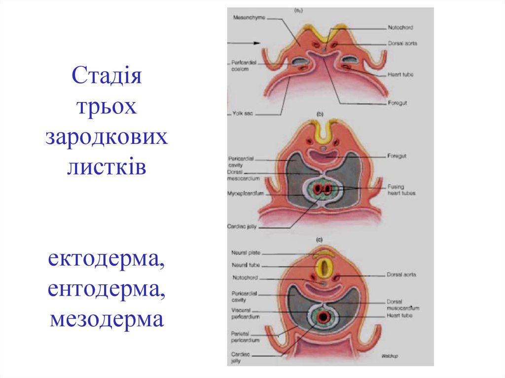 Кости развиваются из мезодермы. Старая мезодерма ГНМ. Что развивается из мезодермы. Диафрагма из мезодермы. Стенка сердца это мезодерма.