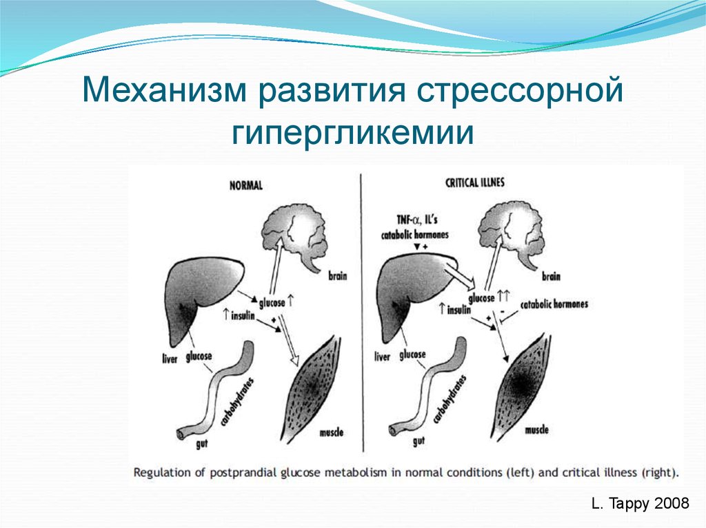 Механизм формирования. Механизм гипергликемии. Механизм возникновения гипергликемии. Стрессовая гипергликемия. Механизмы эволюции.