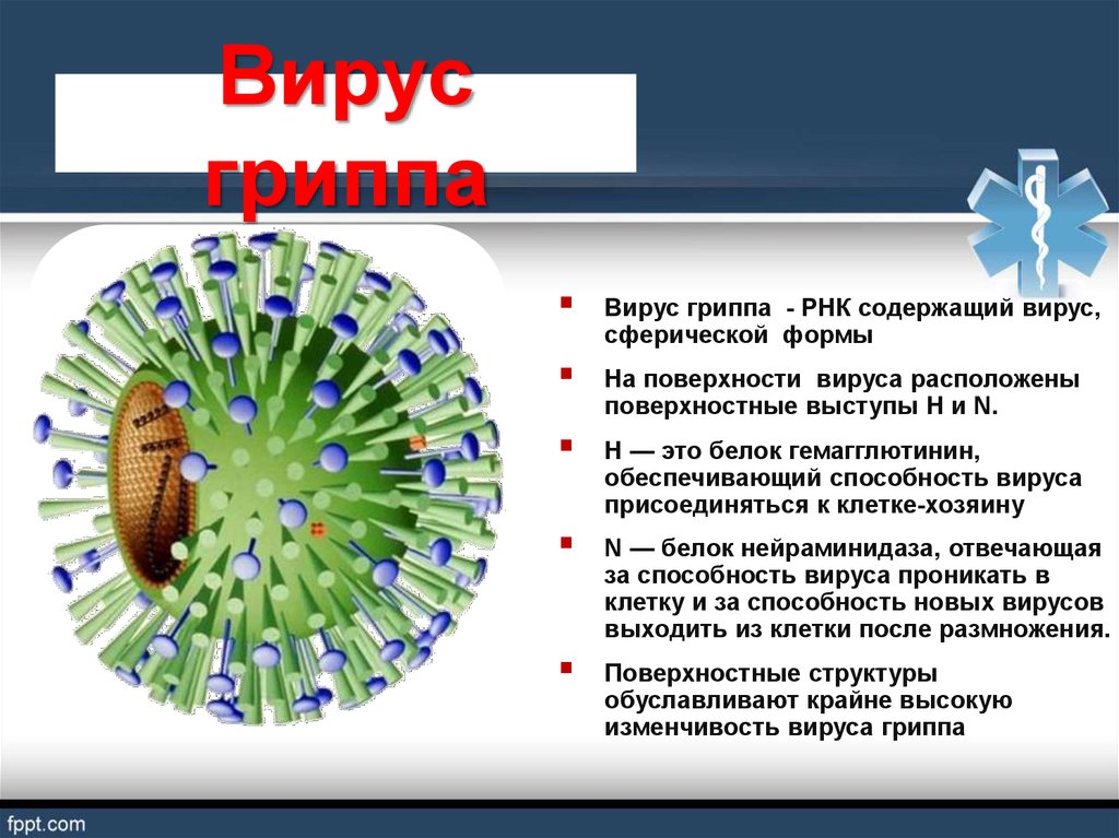 Вирус гриппа обитает