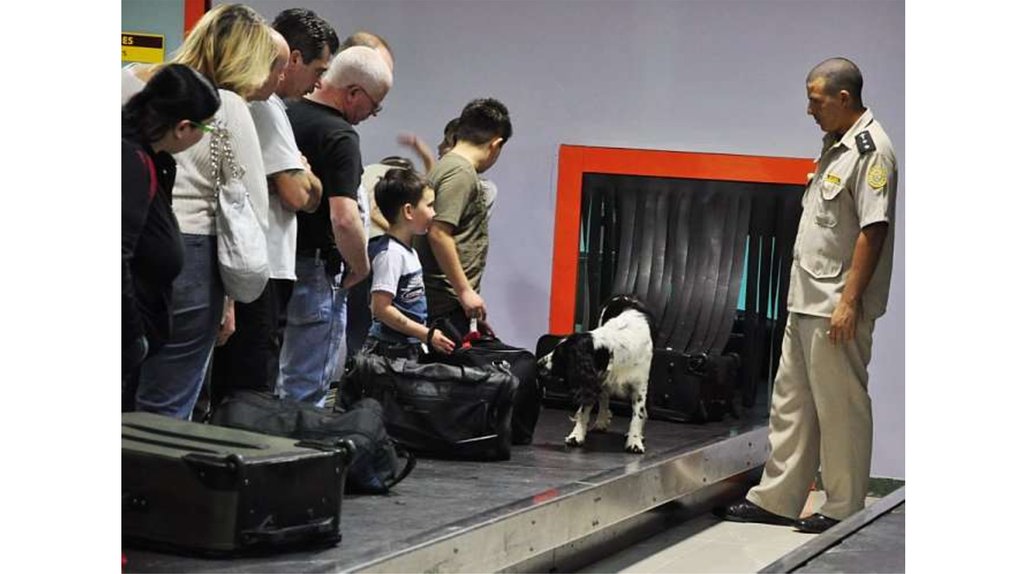 В аэропорту можно сдать. Досмотр багажа собакой. Собаки на ленте багажа. Животные в аэропорту. Собака в аэропорту.