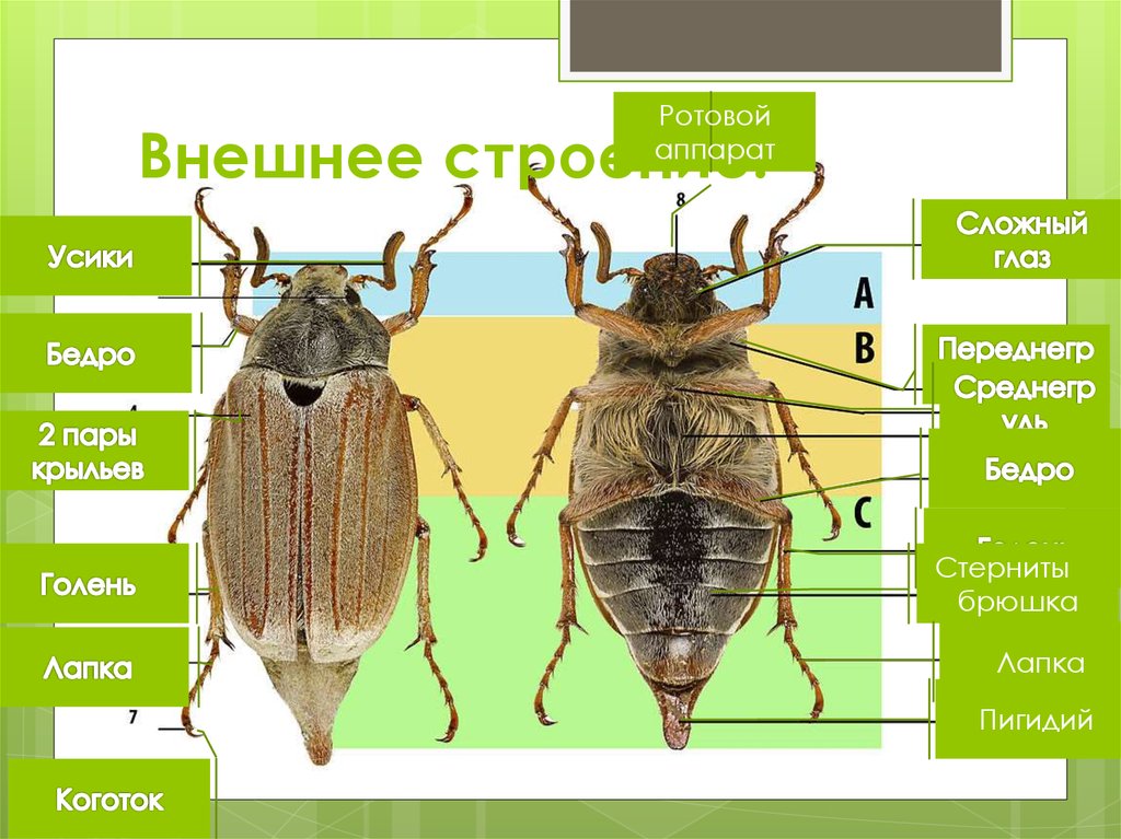 Пигидий это. Внешнее строение насекомых. Пигидий у насекомых. Майский Жук строение Пигидий. Анатомия майского жука.