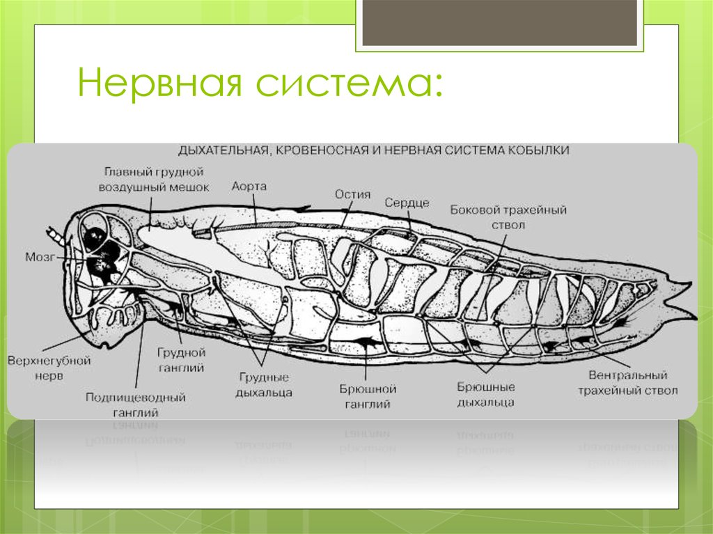 Схема строения кровеносной системы пчелы