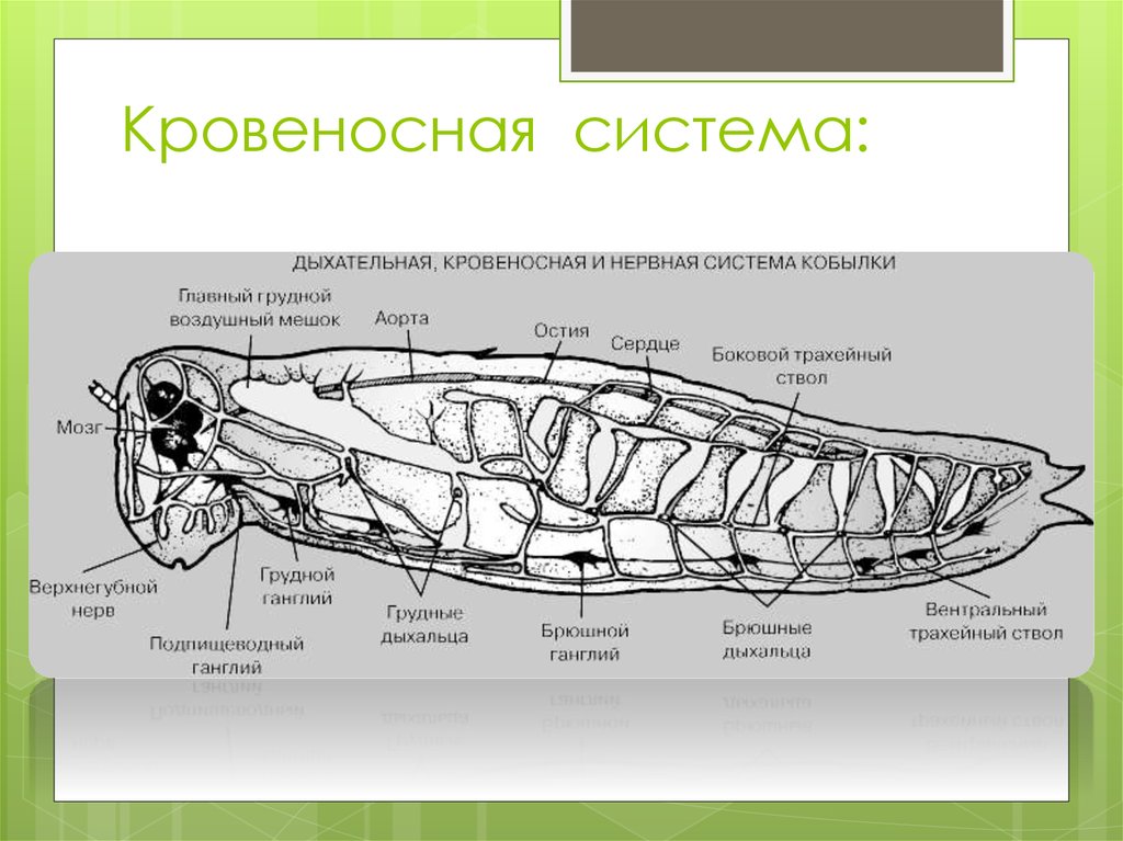 Кровеносная система насекомых рисунок