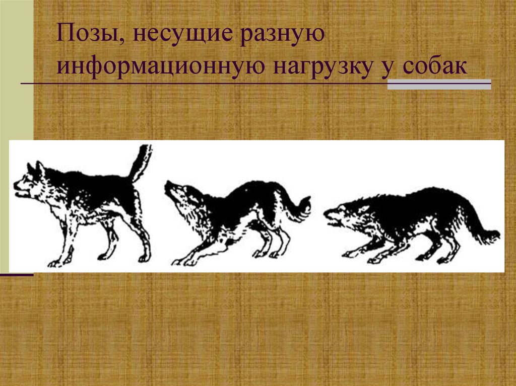 Позы, несущие разную информационную нагрузку у собак