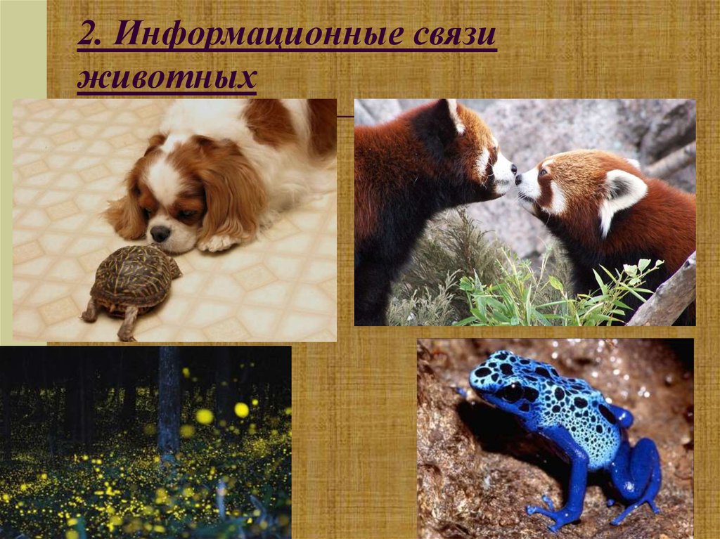 взаимосвязь между растениями и животными. взаимосвязи животных в природе. схема между растениями и животными. взаимоотношения животных и растений. взаимо связь животных и растений.