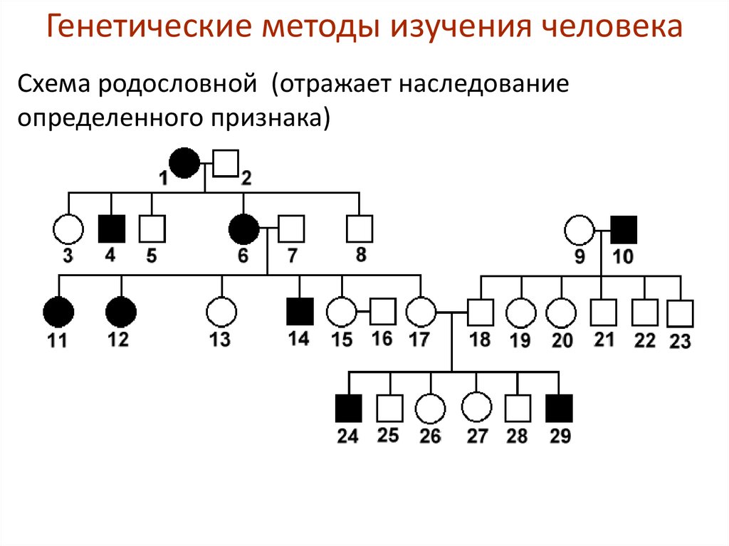 Генотип родословной. Генеалогический и генетический метод. Генеалогический метод схема родословной. Генеалогический метод изучения наследственности человека. Генеалогический метод родословная схема.