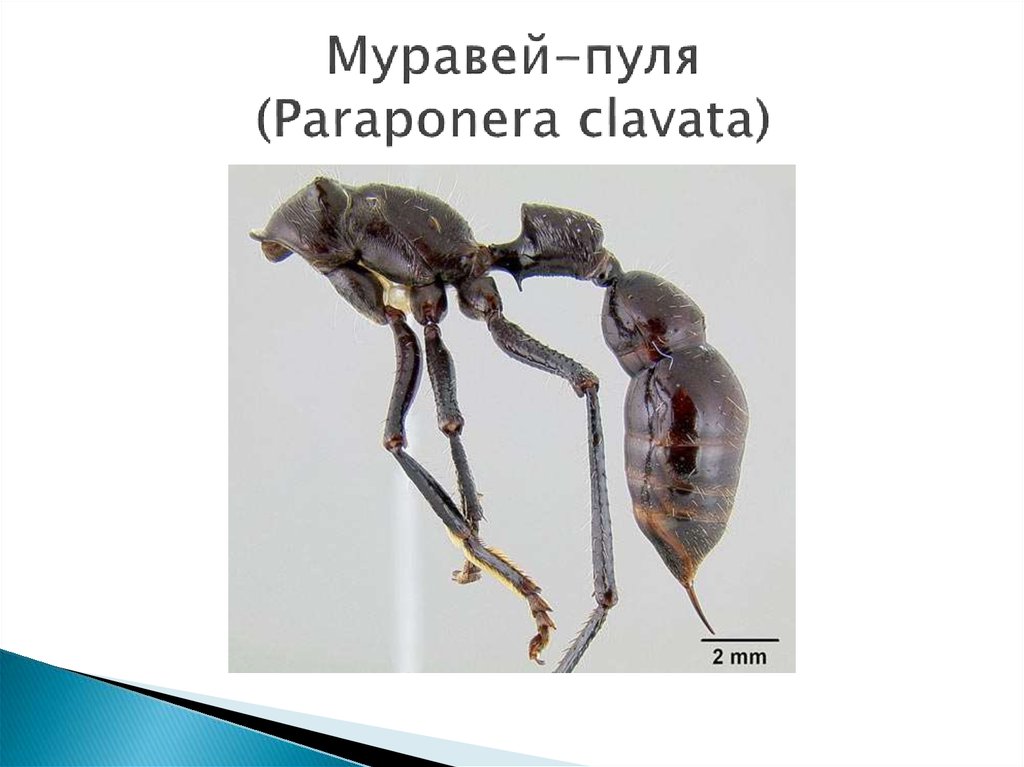 Муравей-пуля (Paraponera clavata)