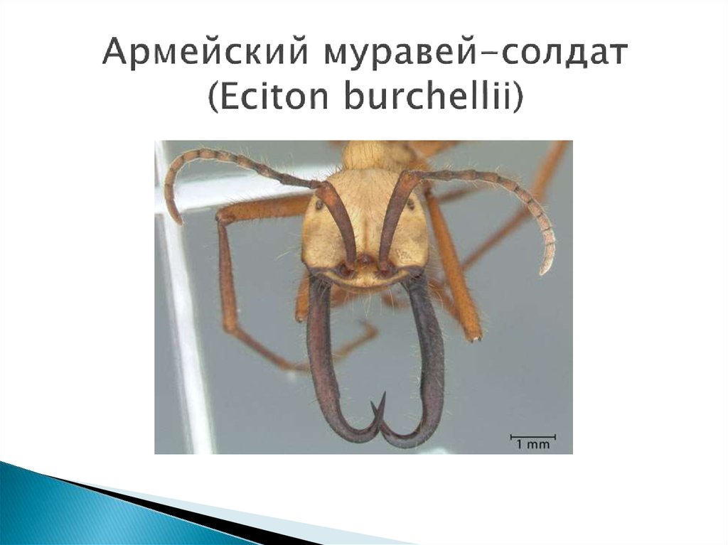 Армейский муравей-солдат (Eciton burchellii)