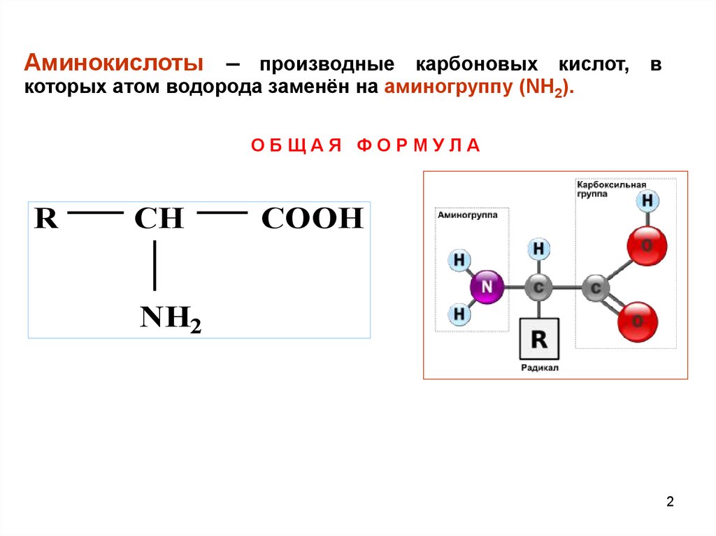 Схема образования дипептида тре фен