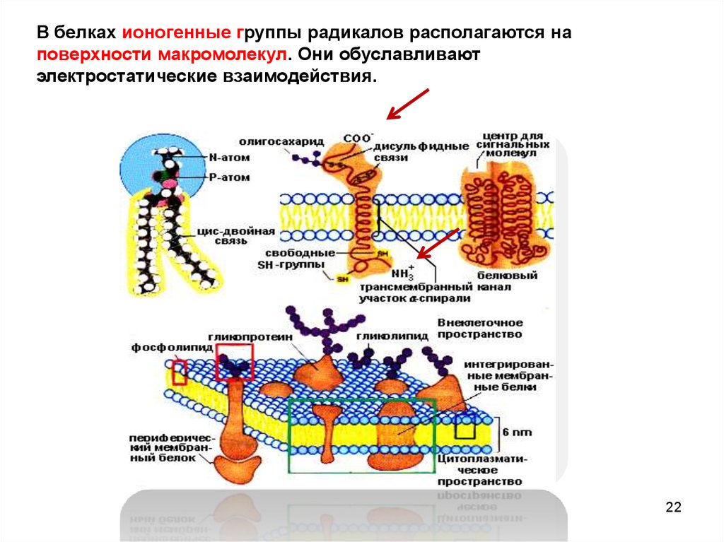 Пептидная группа белка. Ионогенные группы белков. Электростатические взаимодействия в белках. Ионогенные группы в белках это. Ионогенные белки.